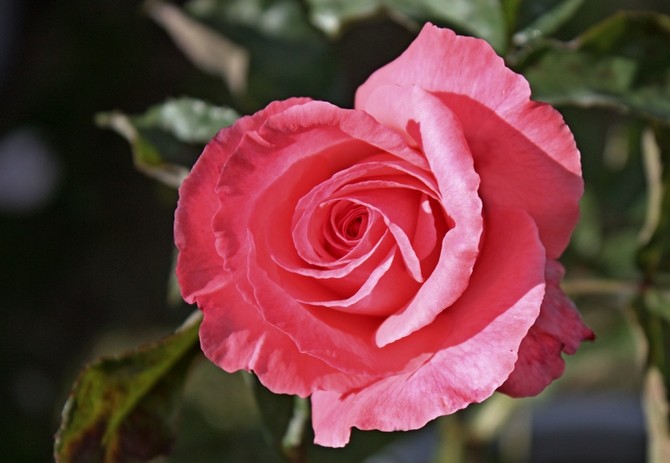 Rosa Parise Charm - plantation, culture et entretien. Taille, hivernage et reproduction de Parise Sharm. Description de la rose, photo