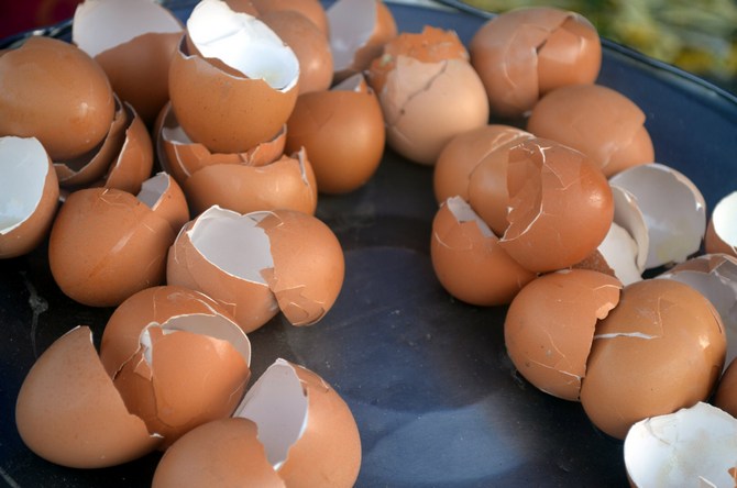 Mais la coquille d'œuf précieuse à haute teneur en calcium est un engrais organique irremplaçable.