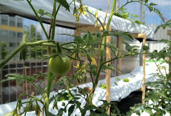 Avantages des semis hivernaux de tomates