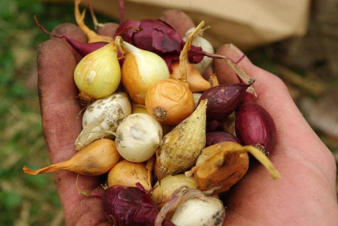 Sélection de variétés et préparation d'oignons pour la plantation