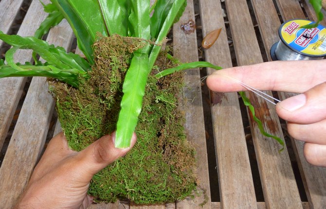 La plante est transplantée uniquement au fur et à mesure que les racines poussent.