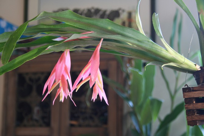 La plante peut vivre favorablement avec une faible humidité dans la pièce.