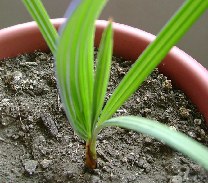 Reproduction du palmier brachea