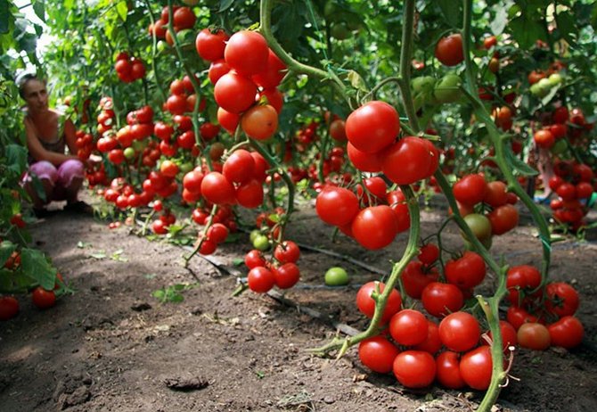 Variétés de tomates déterminantes