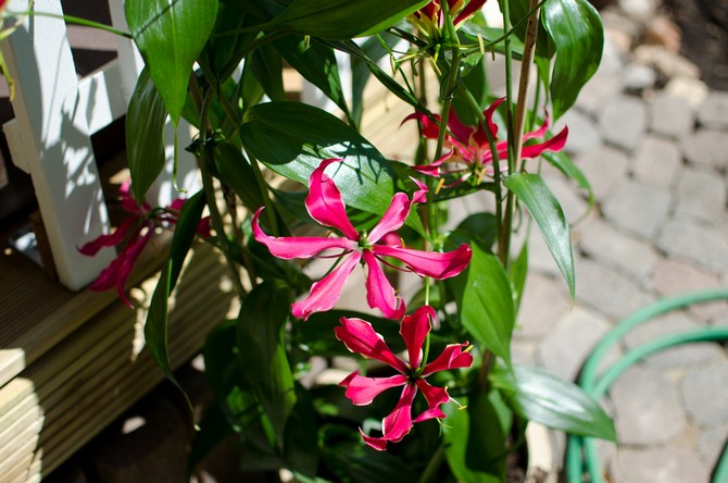 Il est utile de vaporiser constamment une plante qui aime l'humidité avec de l'eau douce à température ambiante.