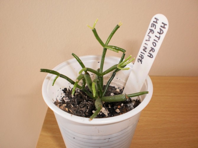 Reproduction du cactus hatiora