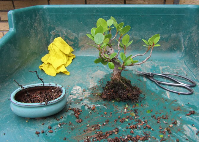 Ficus microcarp a besoin d'une greffe tous les deux ans.