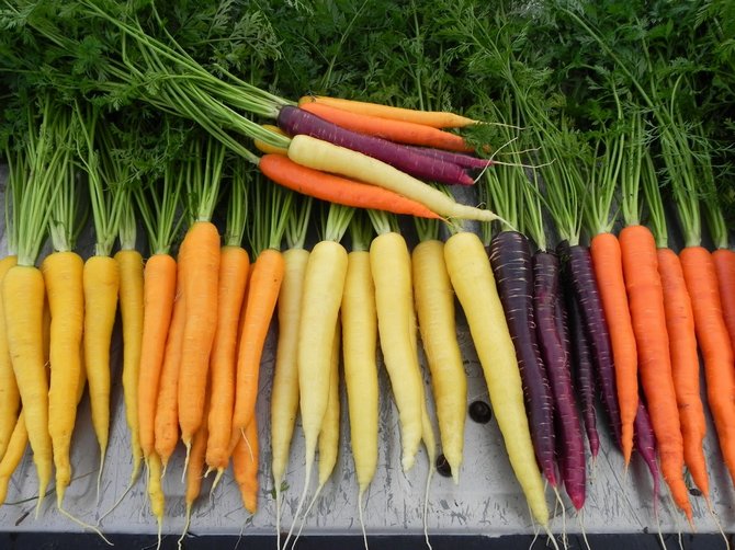 Variétés de carottes