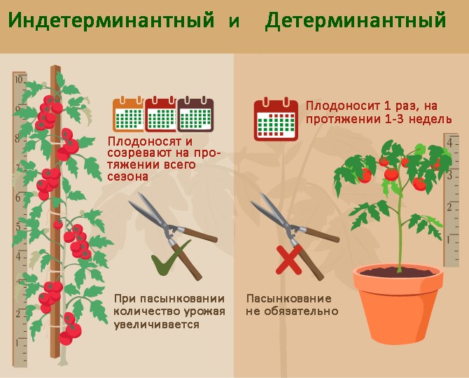 Différences dans le soin des tomates déterminées et indéterminées