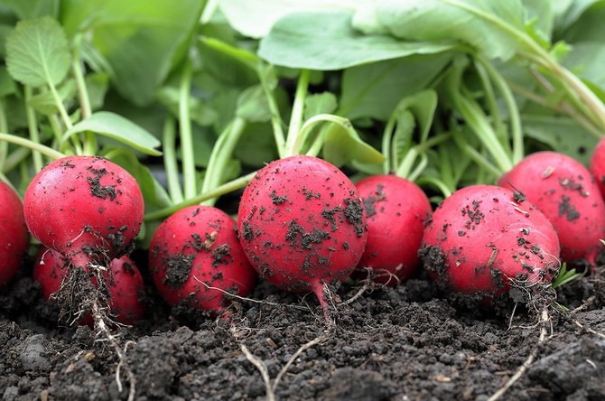 Cultiver des radis: comment obtenir la récolte
