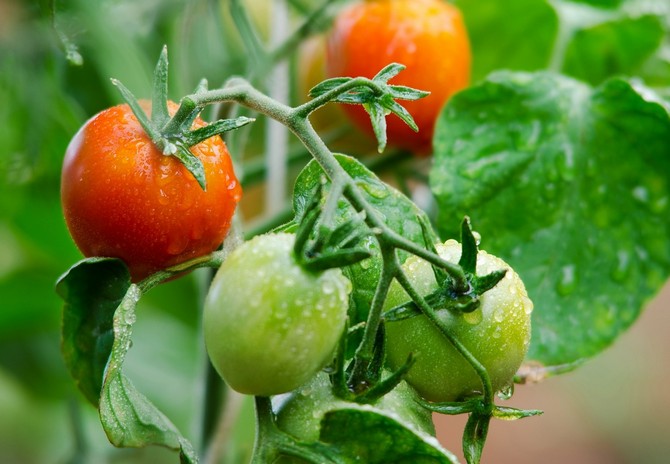 Variétés de tomates déterminantes et indéterminées