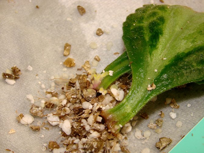 Les khirit vivaces, en plus de la reproduction des graines, sont également cultivés de manière végétative, par exemple par boutures de feuilles.