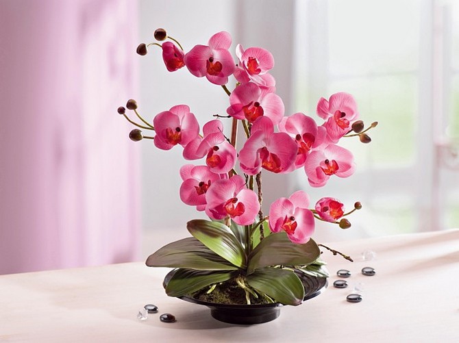 Soins des orchidées à domicile. Cultiver des orchidées dans un appartement
