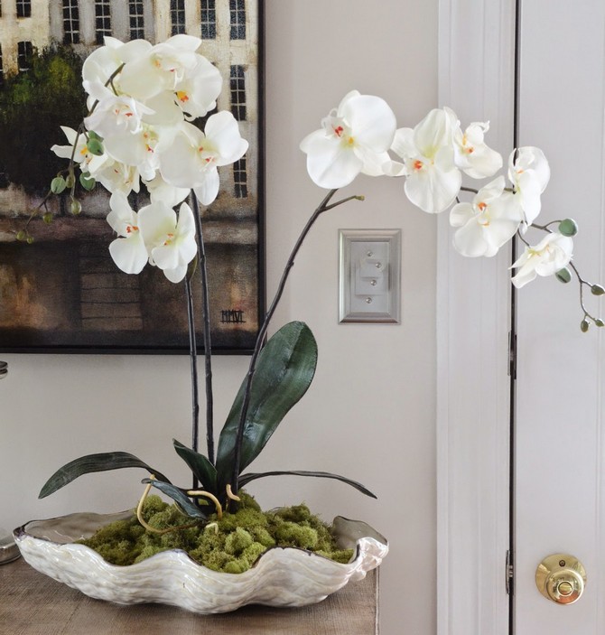 Prendre soin d'une orchidée à la maison