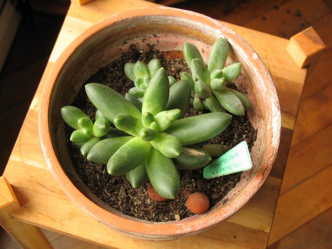 Pachyphytum est fertilisé uniquement en été, en utilisant des formulations minérales pour les cactus