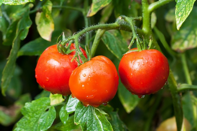 Manque de nutriments dans les tomates