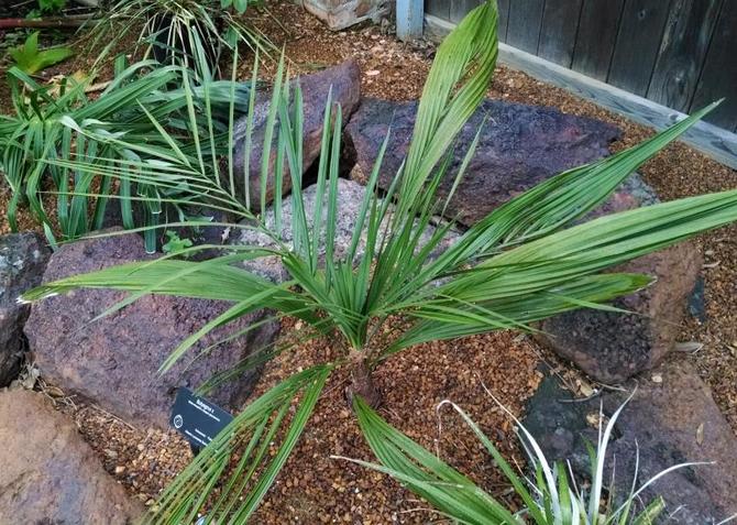 Le sol pour planter un palmier doit être bien perméable à l'eau et à l'air.