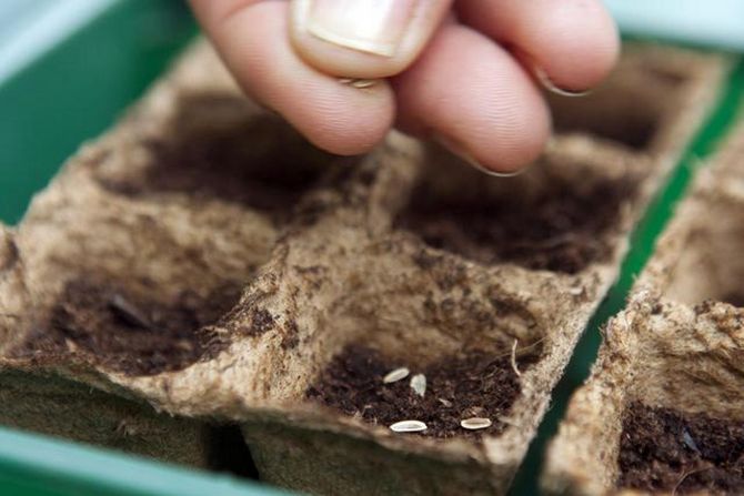 Comment semer des plants