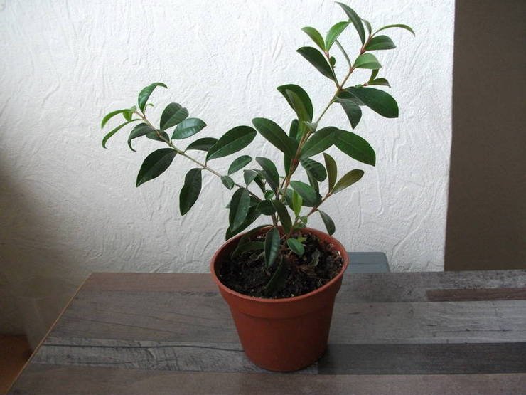 La plante poussera pleinement et se développera uniquement à l'intérieur dans une humidité élevée.