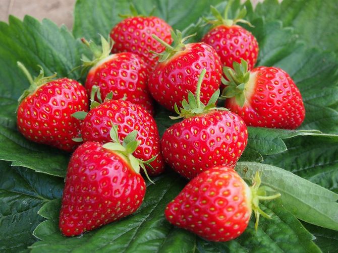 Réparer les fraises - planter et entretenir votre jardin