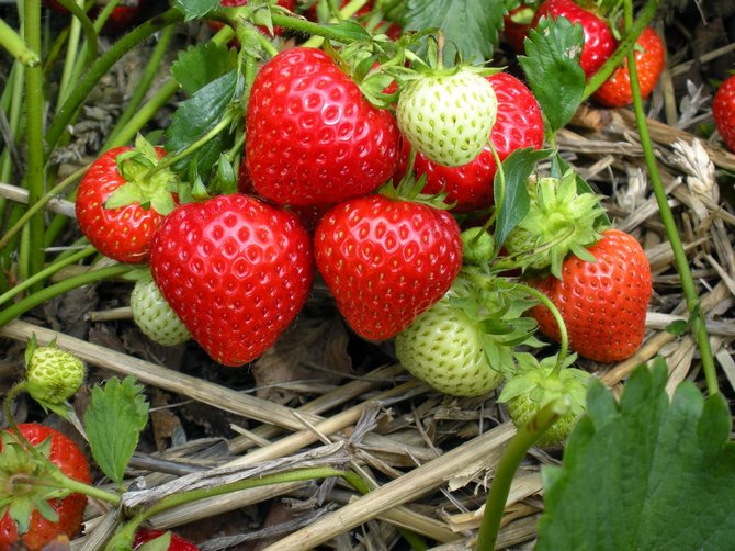 Préparer les fraises remontantes pour l'hivernage