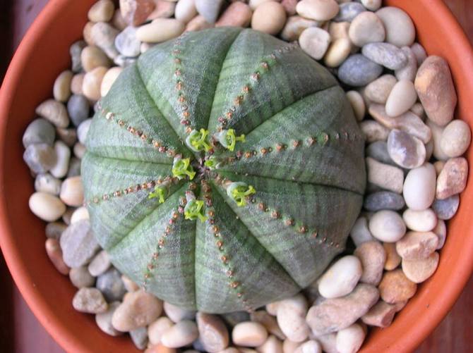 Euphorbia obèse