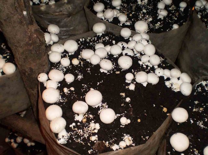 Cultiver des champignons dans des sacs