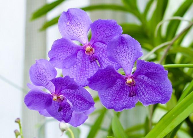 Orchidée Vanda - soins à domicile. Culture, transplantation et reproduction de Vanda. Description. Une photo