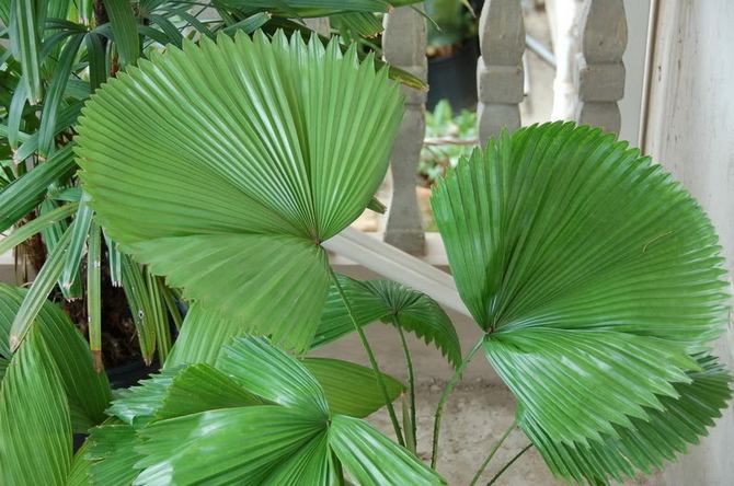 Likuala est un fan palm. Soins licites à domicile. Culture, transplantation et reproduction de palmiers. Description, types. Une photo