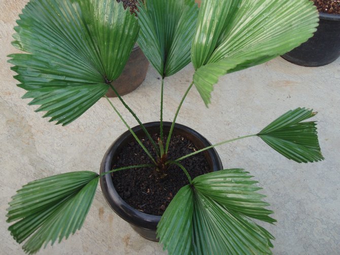 Le palmier éventail se sent bien dans un sol légèrement acide.