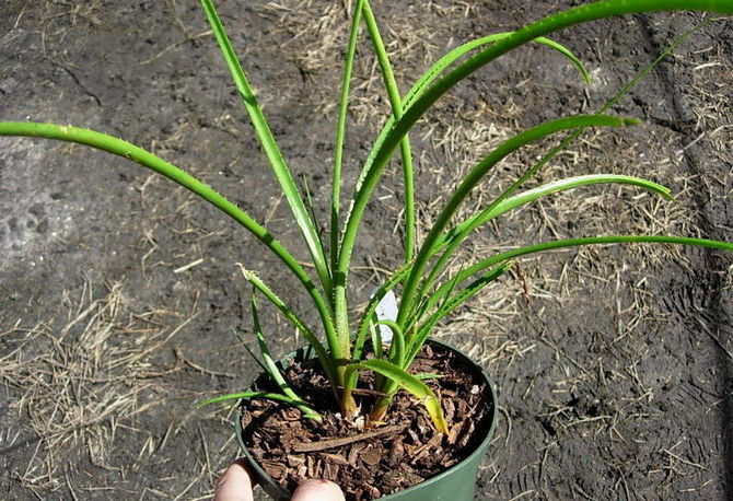 Acantostachis peut être cultivé traditionnellement en pot