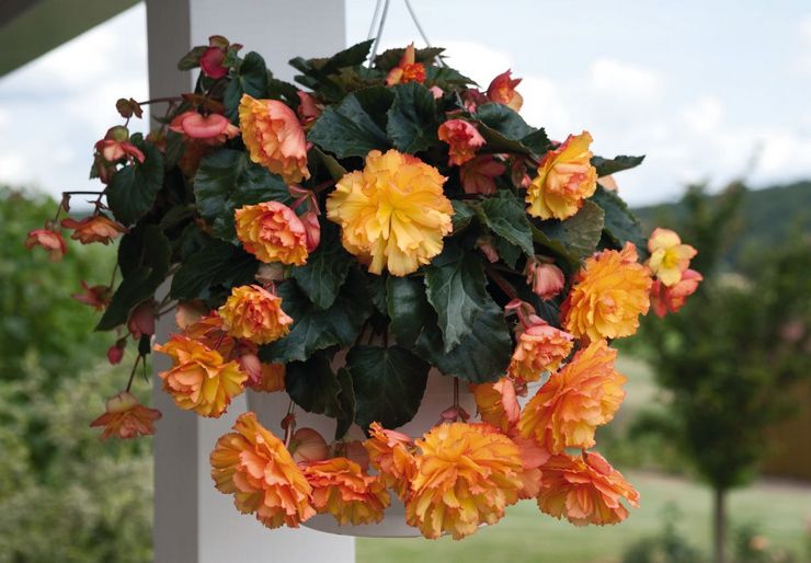Variétés hybrides de bégonias à fleurs décoratives
