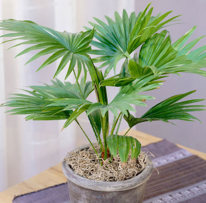 Un palmier Liviston adulte est transplanté une fois tous les 3 à 5 ans.