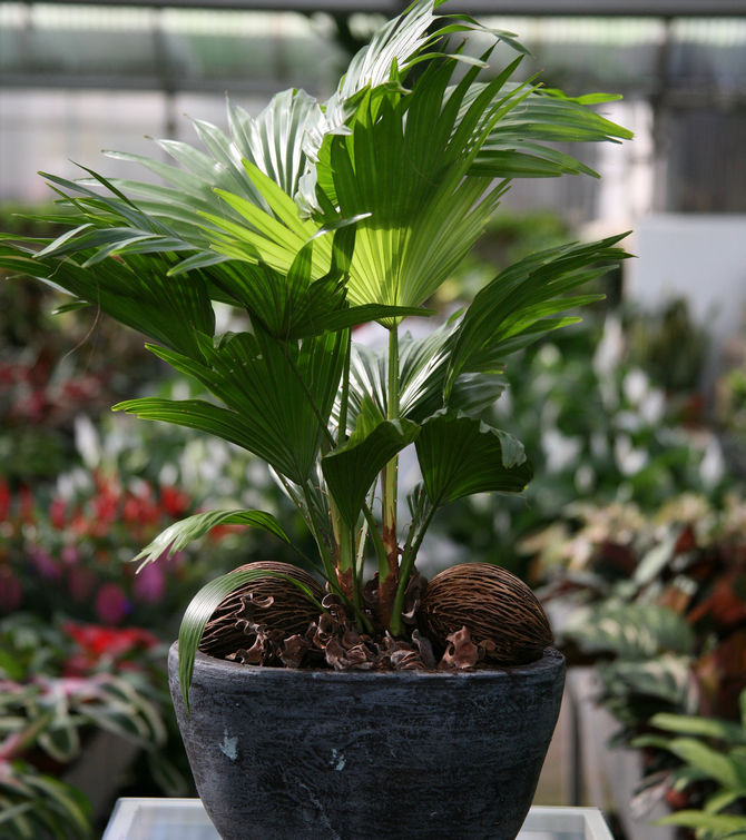 Livistona est également une plante qui aime l'humidité qui nécessite une pulvérisation quotidienne.