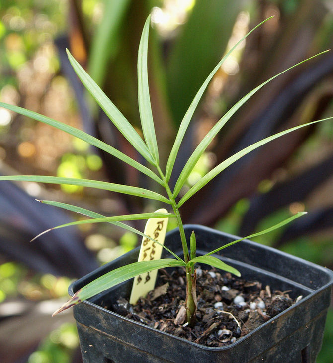 Le palmier ravenya est une plante qui préfère une humidité élevée