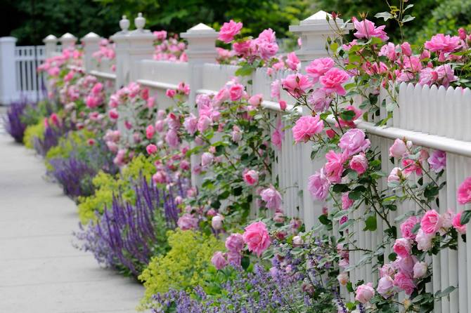 Une roseraie classique consiste à ne planter que des roses.