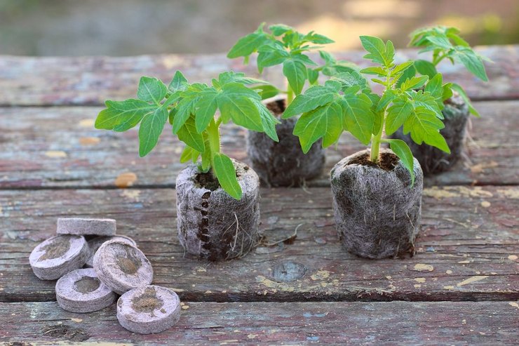 Comprimés de tourbe - comment utiliser pour faire pousser des semis. Instruction, vidéo