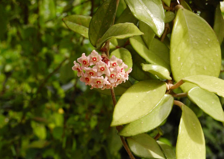 Le hoya ou «lierre de cire» est un arbuste à fleurs asiatique avec de nombreuses inflorescences en forme de boule.