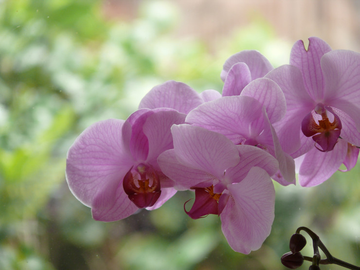 Caractéristiques de prendre soin d'une orchidée à la maison avant et après la floraison. Conseils. Une photo