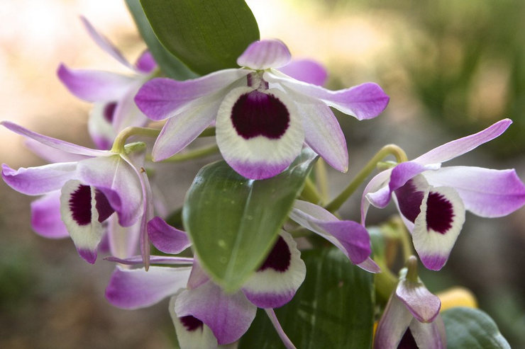 Types d'orchidées et règles pour en prendre soin