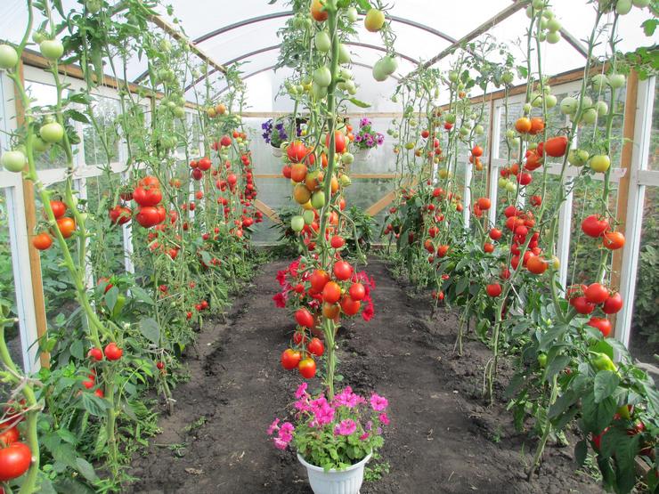 Cultiver des tomates dans des serres d'été