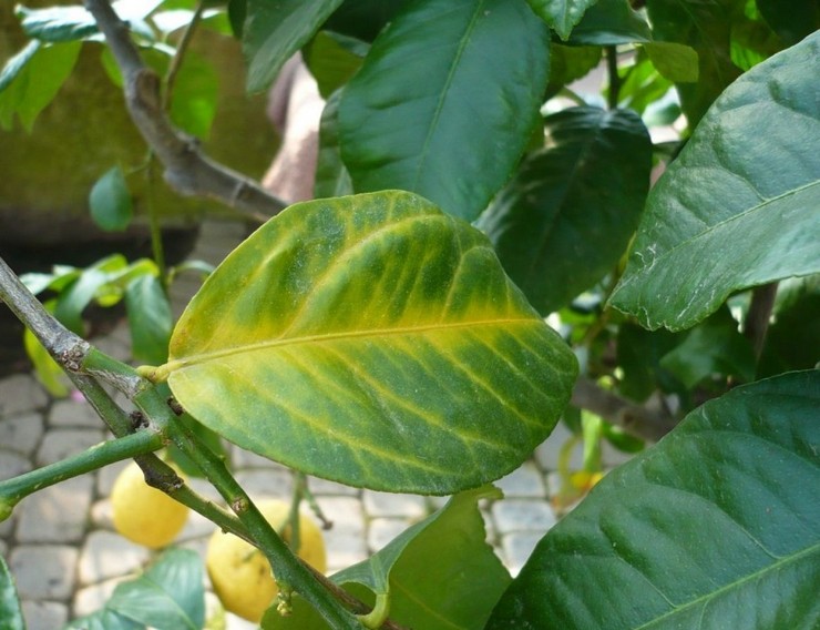Les principales causes du jaunissement des feuilles de citron