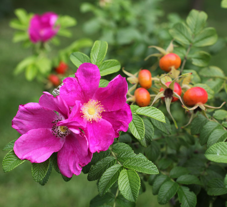 La rose musquée est une plante rare qui nécessite peu ou pas d'entretien.