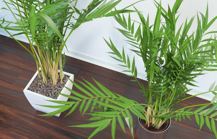 Il est recommandé d'appliquer les engrais destinés aux fleurs d'intérieur ou aux palmiers tout au long de l'année.