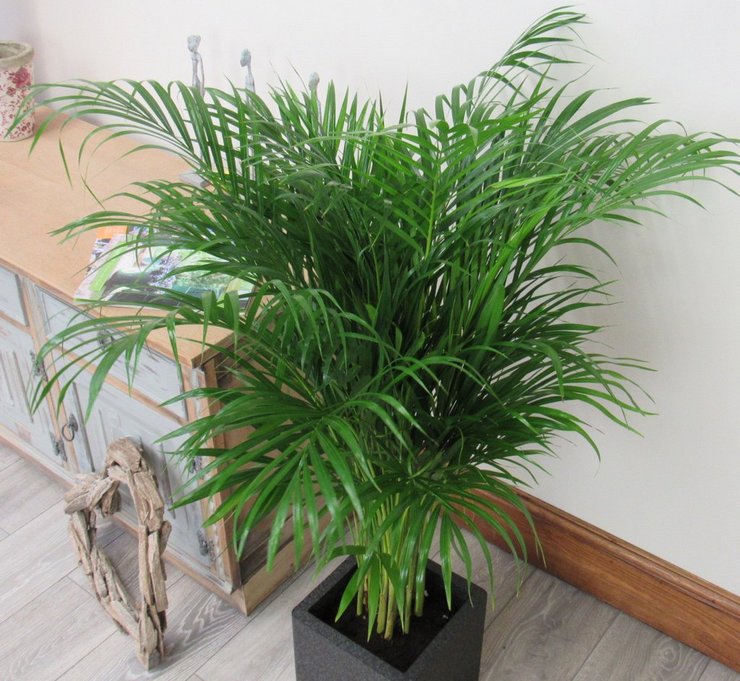 Étant donné que le palmier d'arec abrite des forêts humides, le niveau d'humidité dans la pièce doit toujours être augmenté.