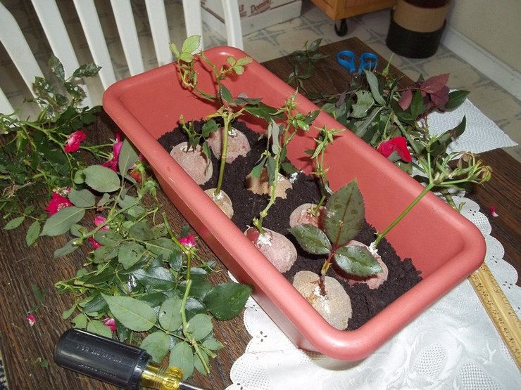 Planter des boutures de rose dans les pommes de terre