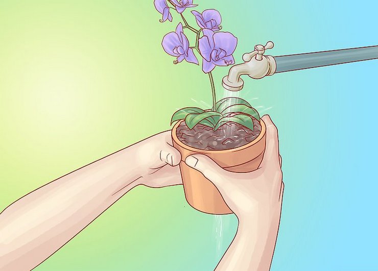 Comment arroser une orchidée à la maison. Arrosage, trempage et fréquence des orchidées en haut et en bas