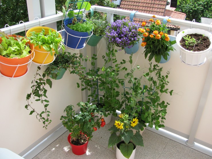 Les plantes grimpantes les plus populaires pour le balcon