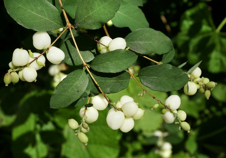 Snowberry - plantation et entretien en plein champ. Cultiver une myrtille, méthodes d'élevage. Description, types. Une photo