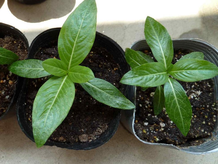 Cultiver un catharanthus à partir de graines